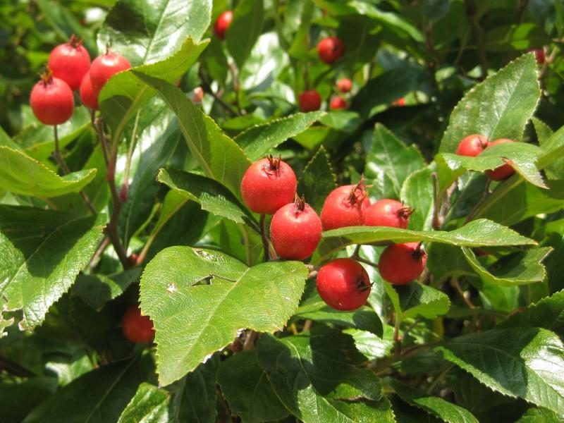 Die roten Früchte des Crataegus lavallei Carrierei sind eine Zierde im Herbst.