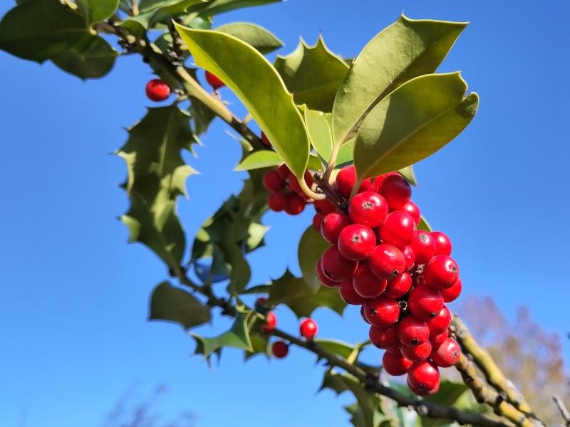 Rote Früchte des Ilex