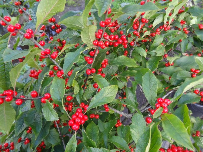 Sommarjärnek Oosterwijk, Ilex verticillata Oosterwijk