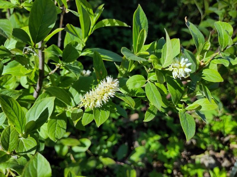 Itea virginica