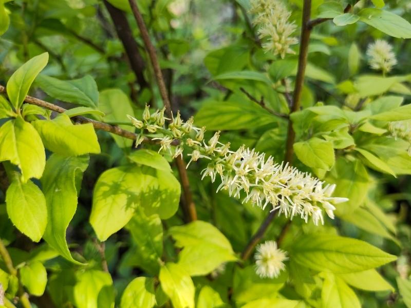 Itea virginica