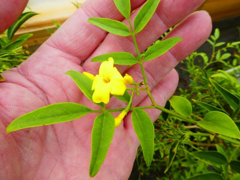 Jasminum humile Revolutum