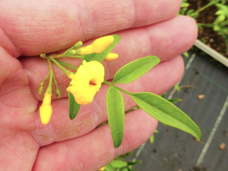 Jasminum humile Revolutum