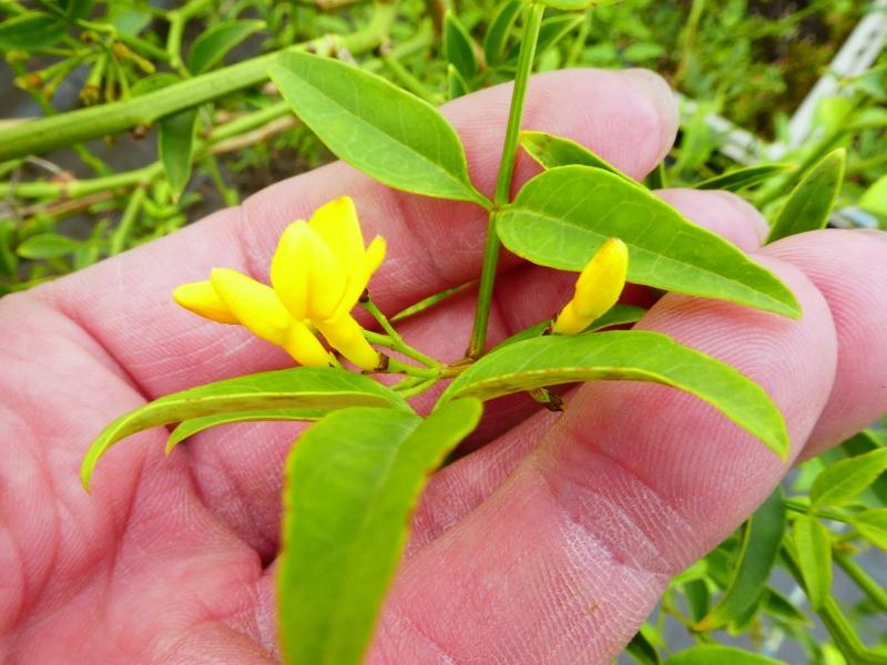 Jasminum humile Revolutum
