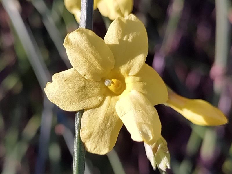 Der Winterjasmin ist ein gelbblühender Winterblüher.