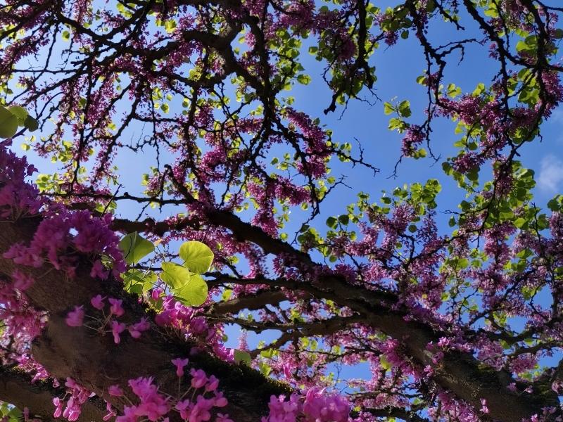 Reiche rosa Blüte des Judasbaums