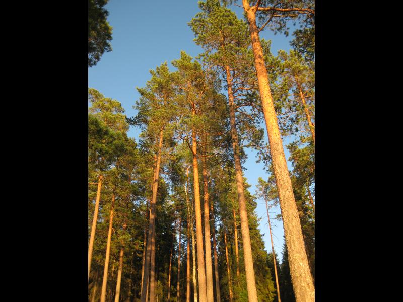 Waldkiefern im Abendlicht