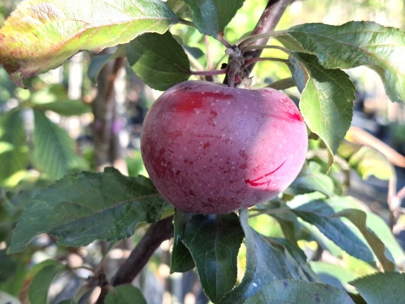 Dunkelroter Apfel Kleiner Roter