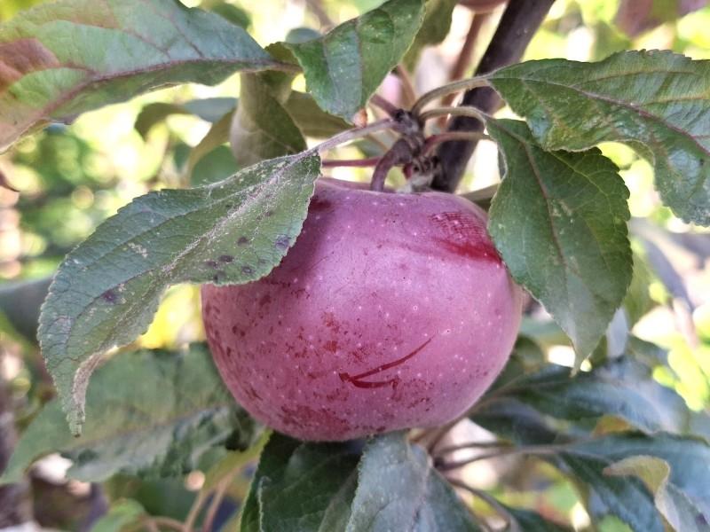 Heranreifender Apfel Kleiner Roter Ende August