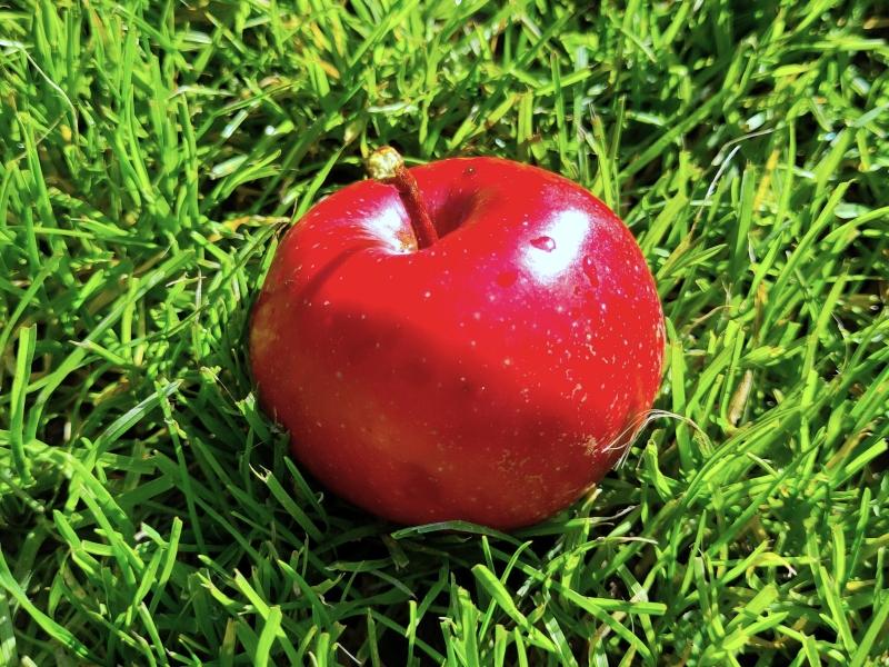 Reifer Apfel Kleiner Roter im September