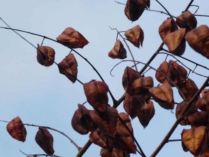 Der Lampionbaum trägt viele aufgeblasene Früchte
