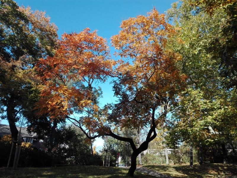 Orange Herbstfärbung des Lampionbaums