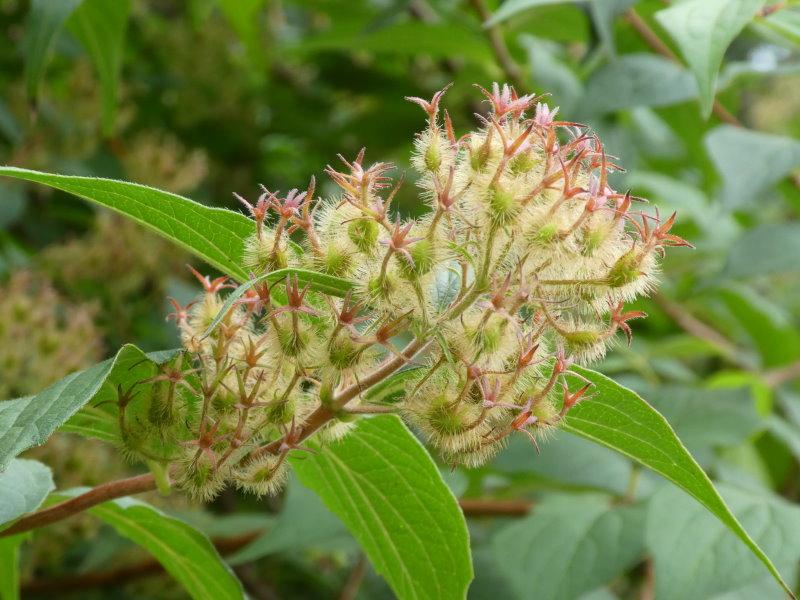 Früchte der Kolkwitzia amabilis