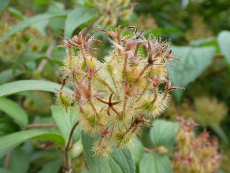 Früchte der Kolkwitzia amabilis