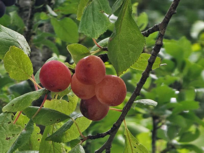 Primitivpflaume Kreeke mit leckeren Früchten