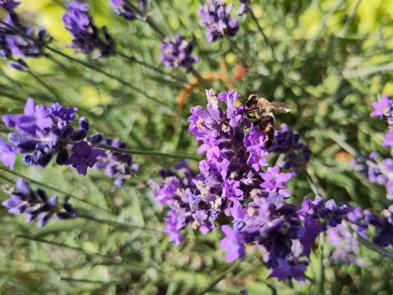 Bienen und Schmetterlinge lieben die Blüten des Lavendel Hidcote.