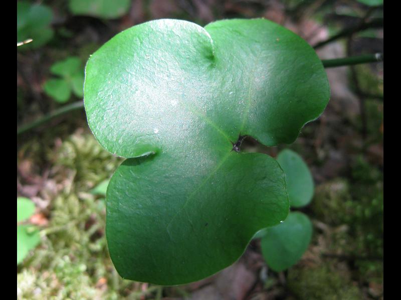 Einheimische Staude: Leberblümchen