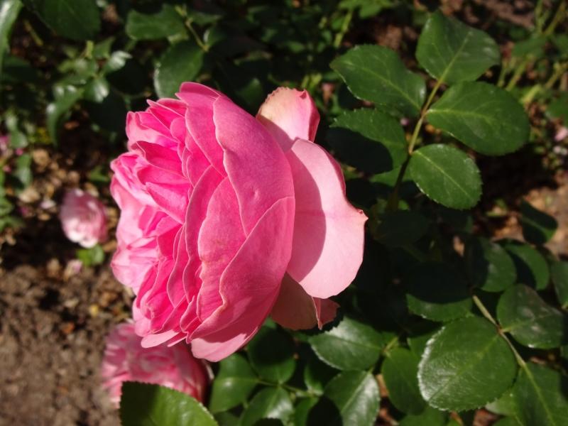 Rosa Leonardo da Vinci®