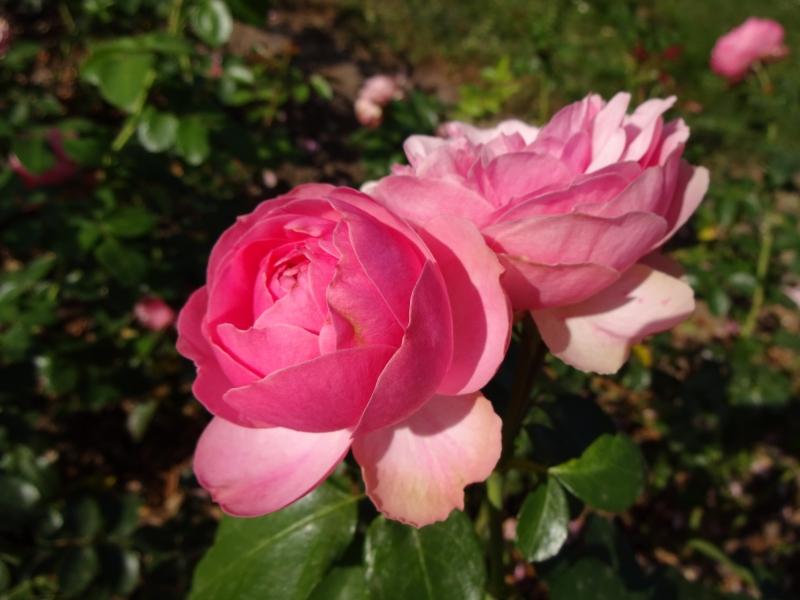 Rosa Leonardo da Vinci®