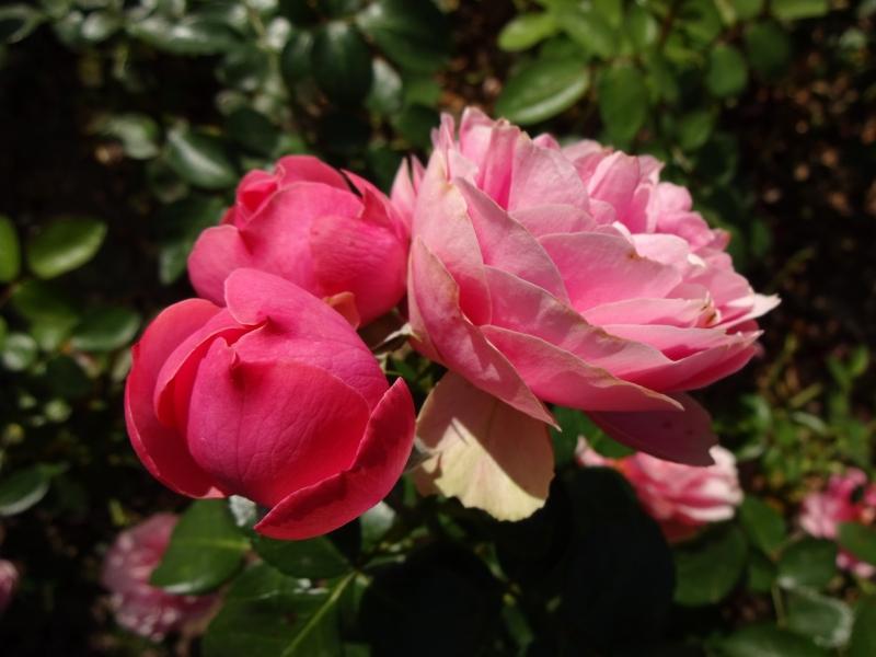 Rosa Leonardo da Vinci®