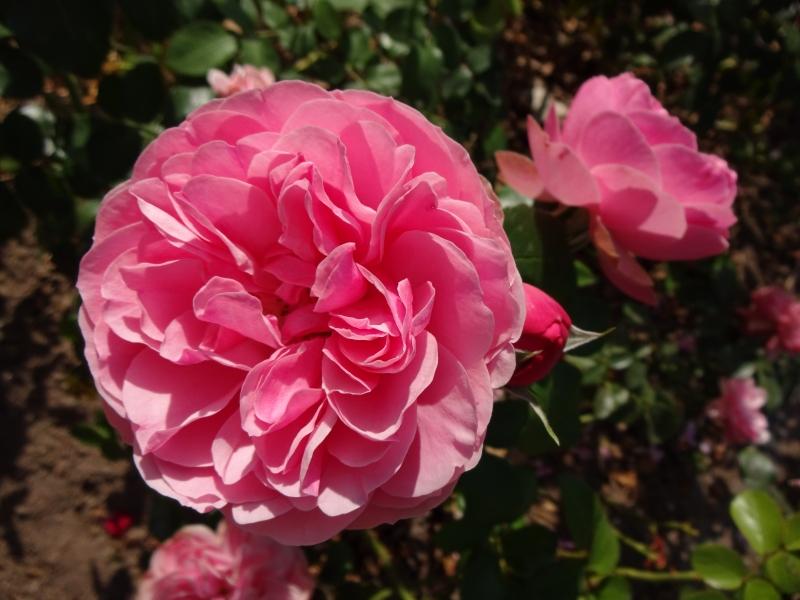 Rosa Leonardo da Vinci®