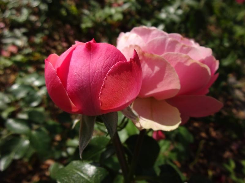 Rosa Leonardo da Vinci®