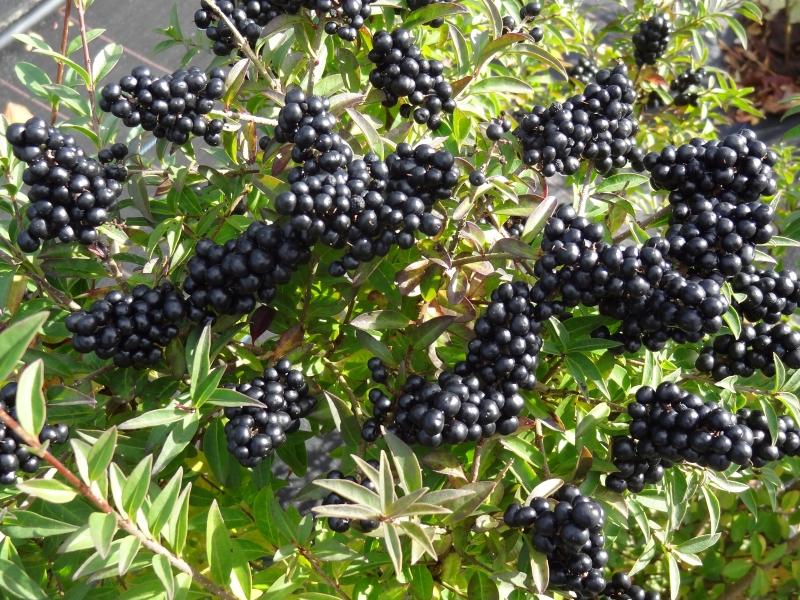 Viele zierende, schwarze Früchte am Liguster Atrovirens Compact