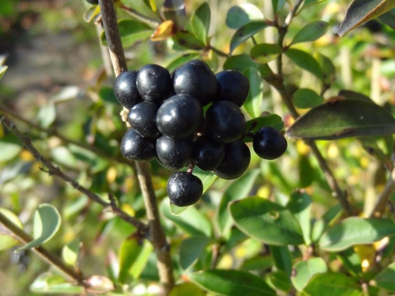 Früchte von Ligustrum vulgare Atrovirens