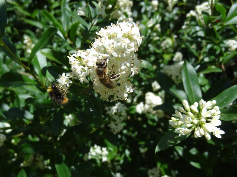 Der Einheimische Liguster dient als frühe Bienenweide