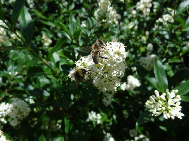 Bienen werden angelockt von der Rainweide (Ligustrum vulgare)