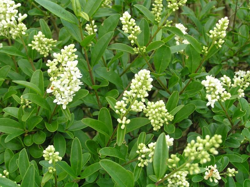 Einheimischer Liguster, Rainweide - einheimische Heckenpflanze mit weißen Blüten