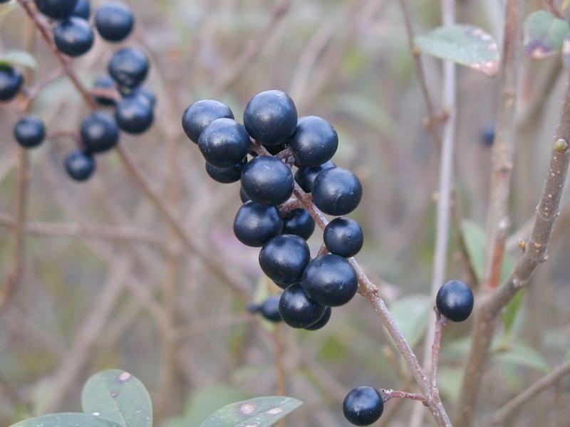 Schwarze Früchte des einheimischen Liguster