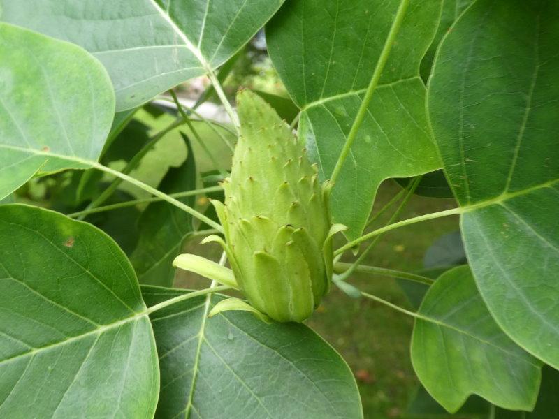 Fruchtstand vom Tulpenbaum