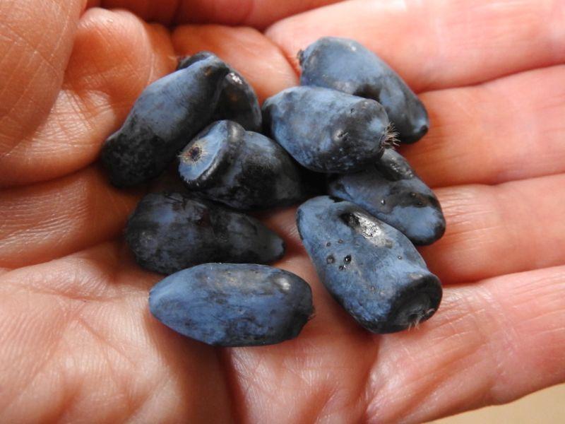Leckere Beeren der Lonicera caerulea var. kamtschatica Atut