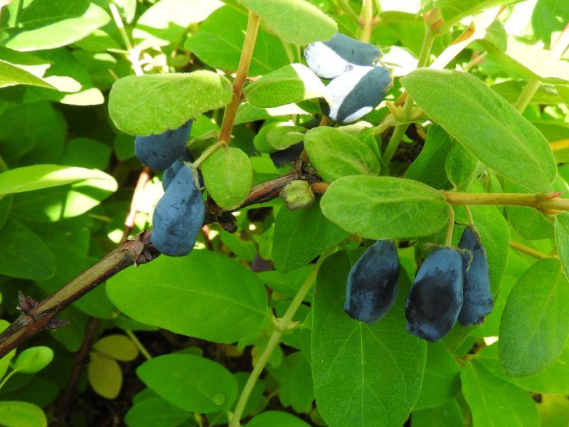 Lonicera caerulea var. kamtschatica Wojtek