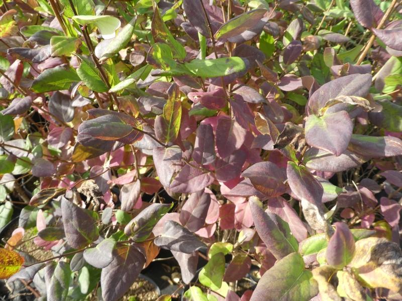 Rötliche Herbstfärbung der Heckenkirsche