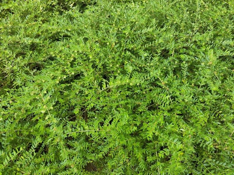 Flächige Pflanzung der Böschungsmyrthe