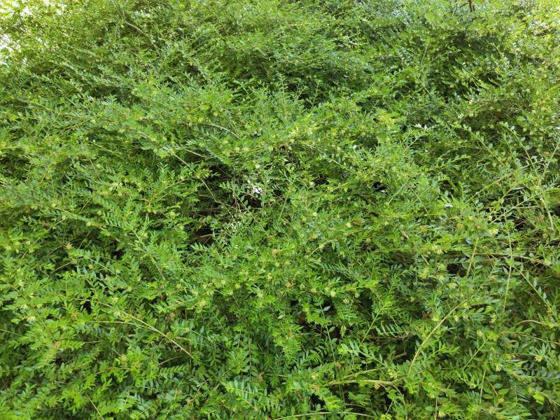 Böschungsmyrthe als Bodendecker