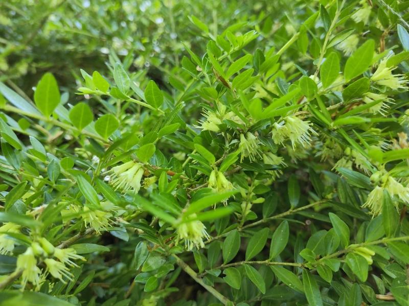 Reich blühende Böschungsmyrthe