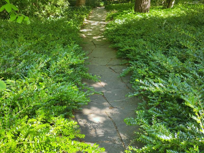 Bodendecker Böschungsmyrthe