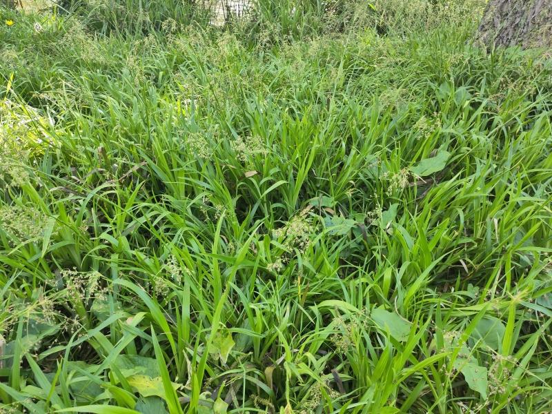 Flächige Pflanzung der Wald-Simse