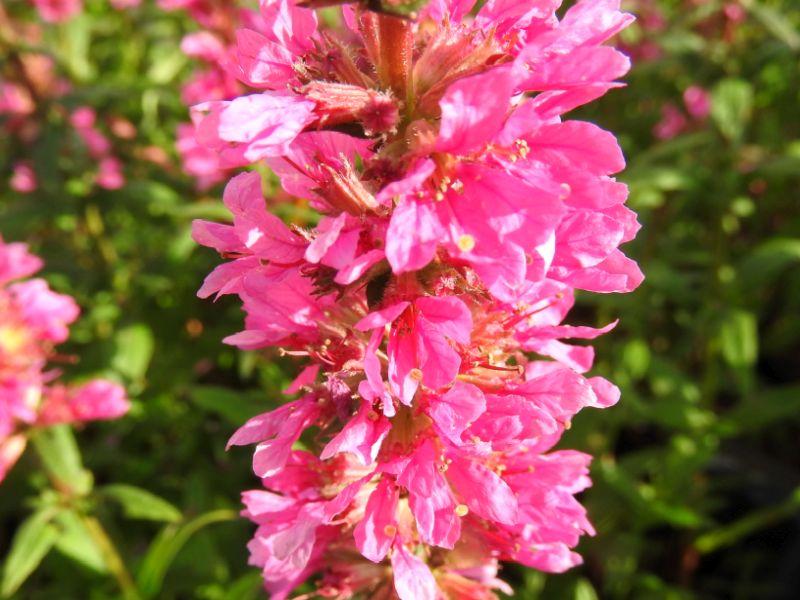 Nahaufnahme der Blütenrispe von Lythrum salicaria Robert