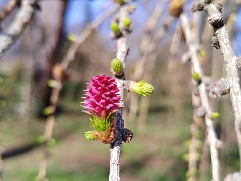 Rote Blüte der Europäischen Lärche