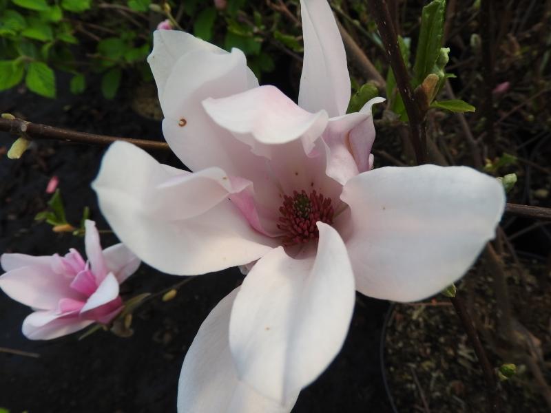 Rosa Blüte der Sternmagnolie George Henry Kern