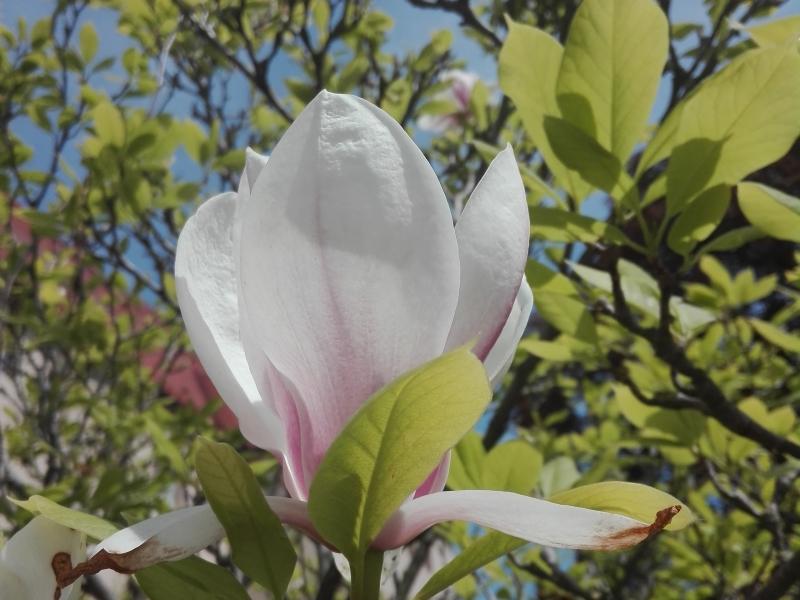 Weiß-rosa Blüte der Tulpenmagnolie