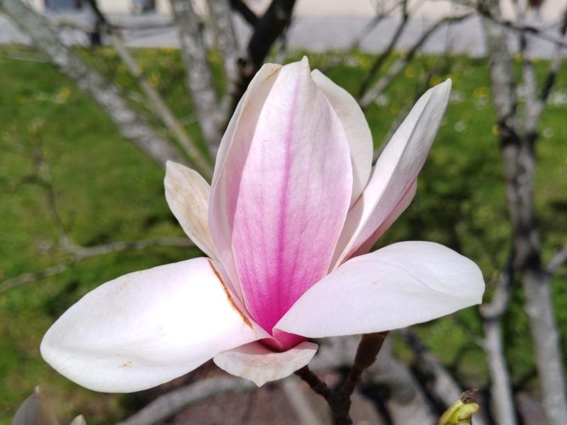 Weiß-rosa Blüte der Tulpenmagnolie