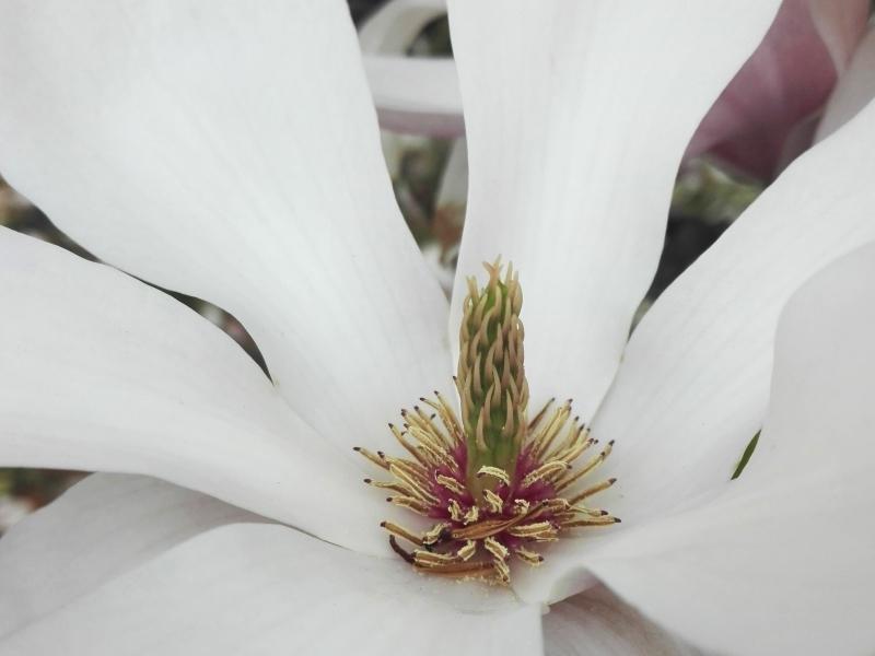 Stempel und Staubgefäße der Blüte des Tulpenbaums