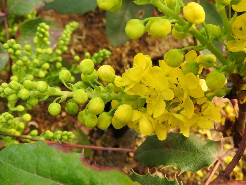 Blüte der Mahonia Apollo