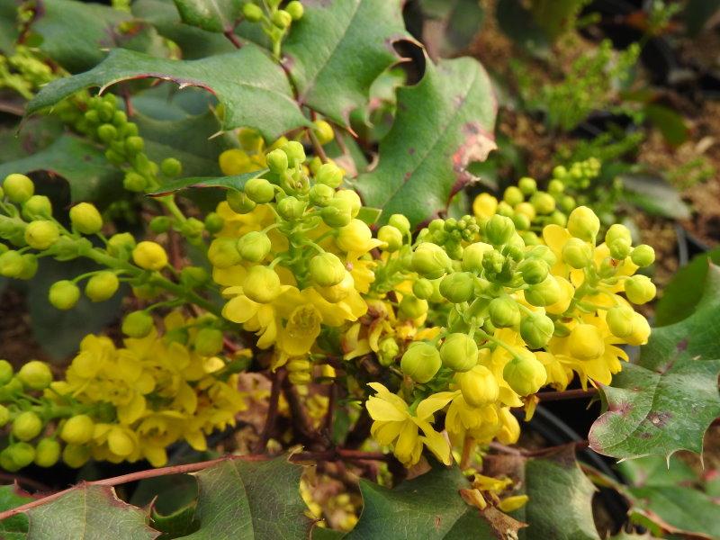 Die schönen gelben Blüten der Zwergmahonie