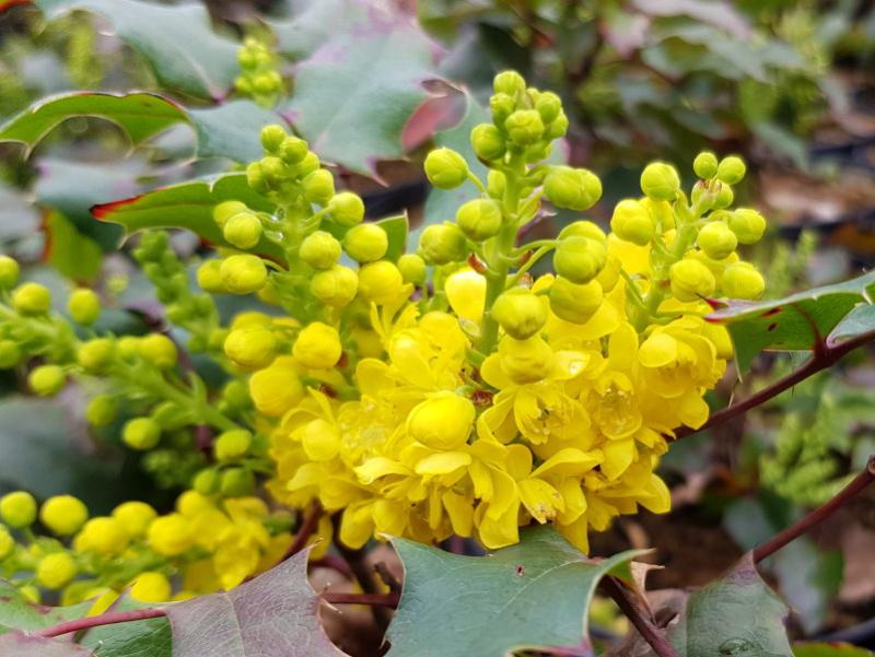 Mahonia aquifolium Apollo